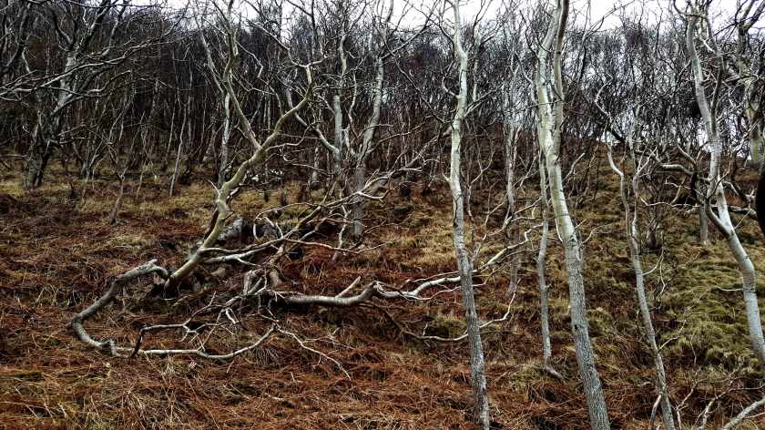Forest of white barked thin trees on dry grass