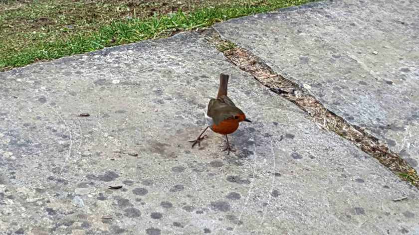 A robin red breast stands with splayed feet on the stoney ground