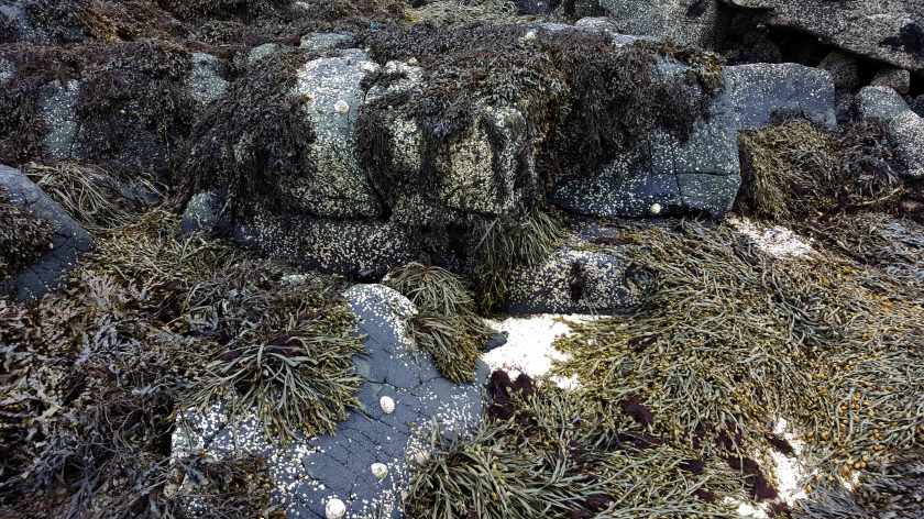 Grey rocks covered in moss
