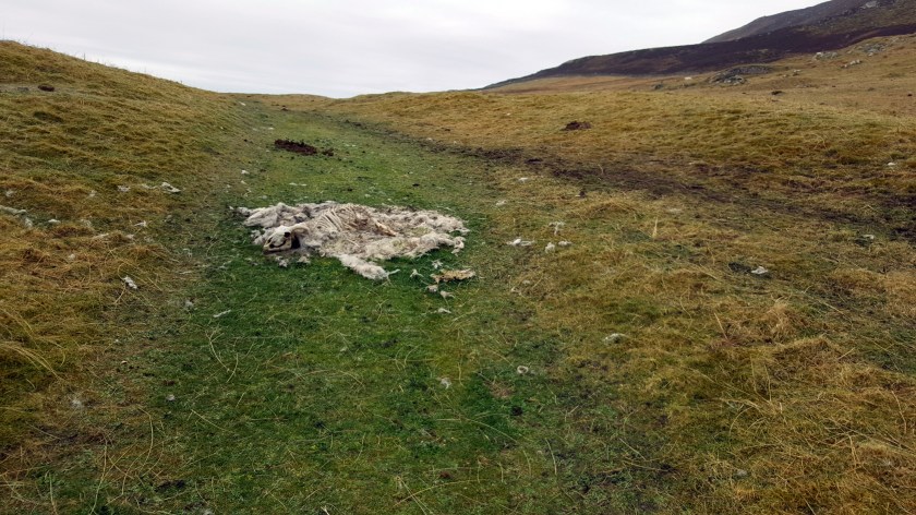 Skeleton and wool of a decaying sheep corpse rests on the side of a grassy hill.