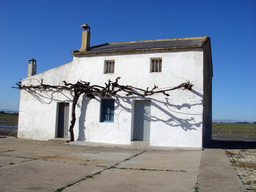 A try street with horizontal branches casts its shadow against a small building