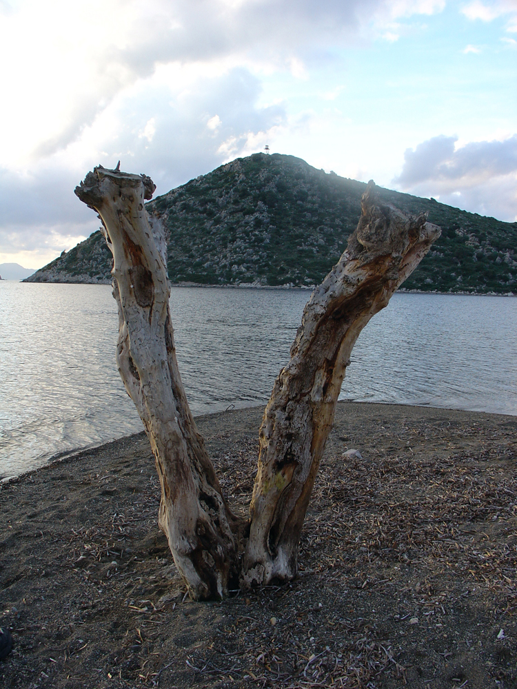 A V-shaped tree trunk at the edge of the water in front of a dry hill.
