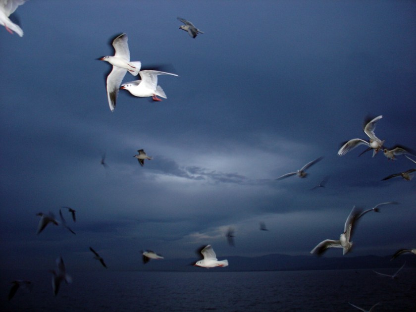 White gulls caught suspended in mid air over the sea