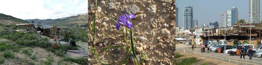 A triptych of photos shows, from left to right, a rudimentary hut built into the side of a hill, close up of a purple iris blooming in hard ground, a city scape with a car park in the foreground and skyscrapers in the background.