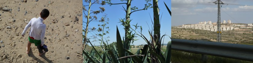 A triptych of photos shows, from left to right, a boy seen from above walks on a pebbly beach, sharp edged succulents against a blue sky, a settlement of concrete houses behind an electrical tower and a steel fence.