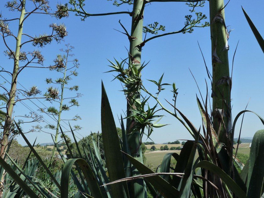 Spiky succulents and spiky trees against a clear blue sky