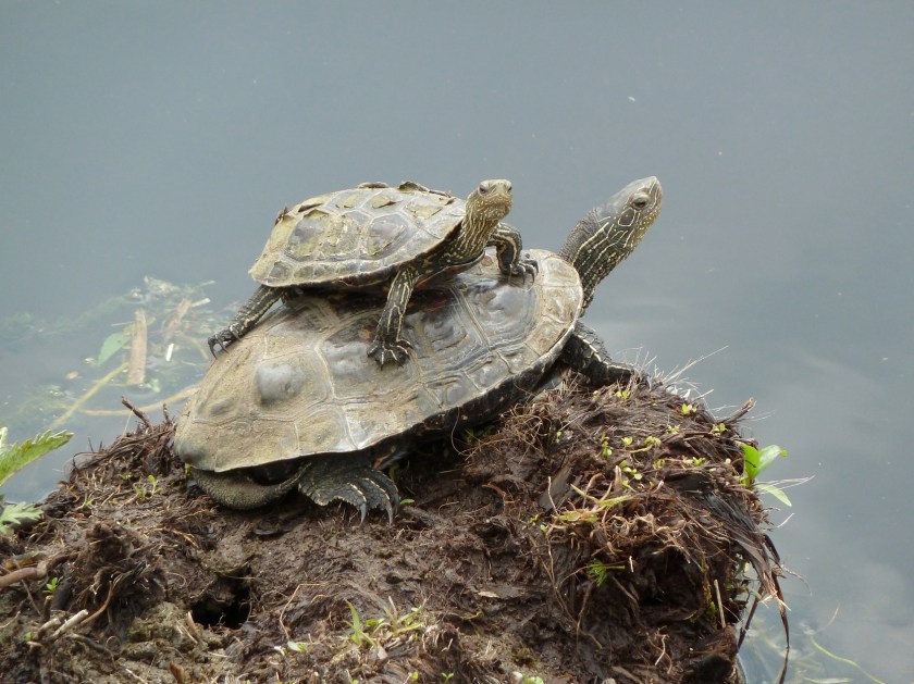A small turtle perches on the back of a larger turtle
