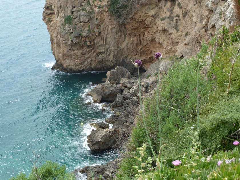Two purple blossoms sprout from the edge of a cliff over the sea
