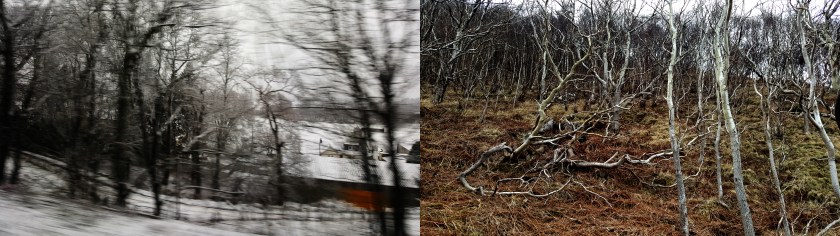 A diptych of photos from Scotland shows, from left to right, a house hidden behind bare trees in a snowy landscape, white birches on a copper coloured field