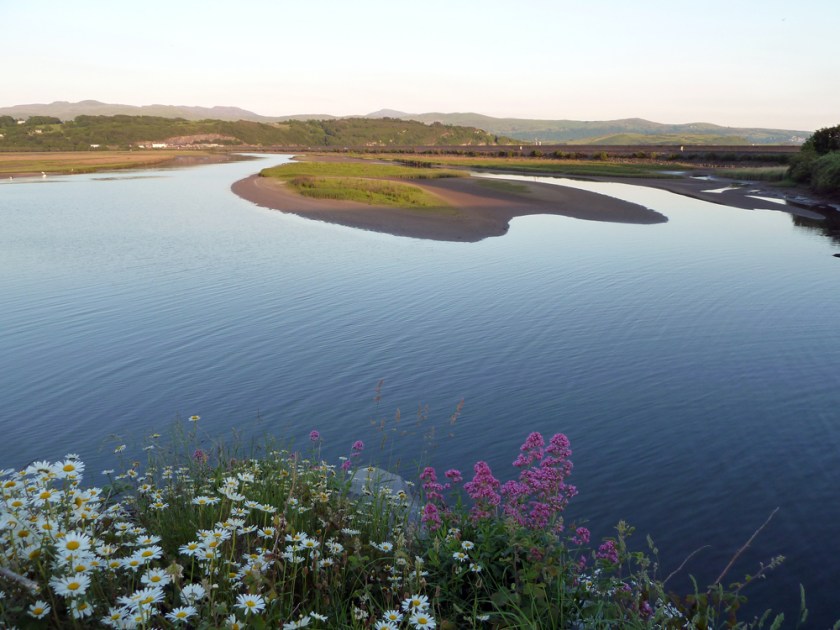 Flowers at the edge of a calm bay with hills in the distance