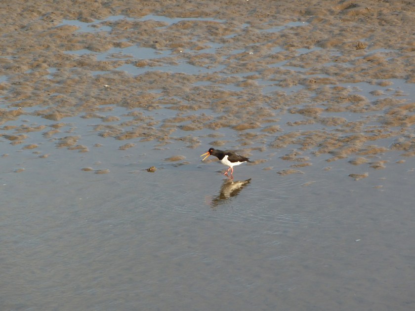 A small open beaked bird on a muddy beach