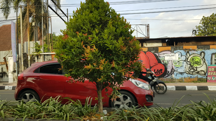 Yogyakarta street, with small red car driving in front of a leafy tree, with motorbike and street art marked corrugated steel in the background.