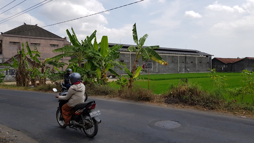 Motorbike riders pass each other on a road beside sugar can factory with banana trees