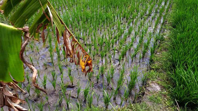 A square of rice paddy with bright green rice sprouting in rows.