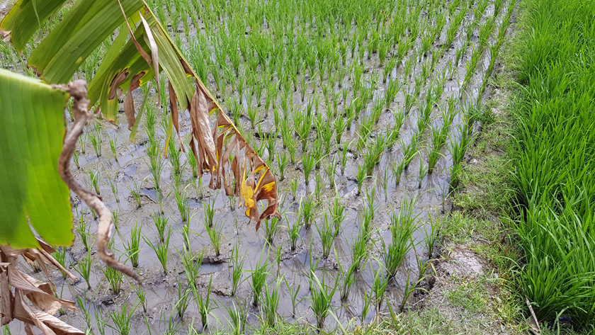A square of rice paddy with bright green rice sprouting in rows.