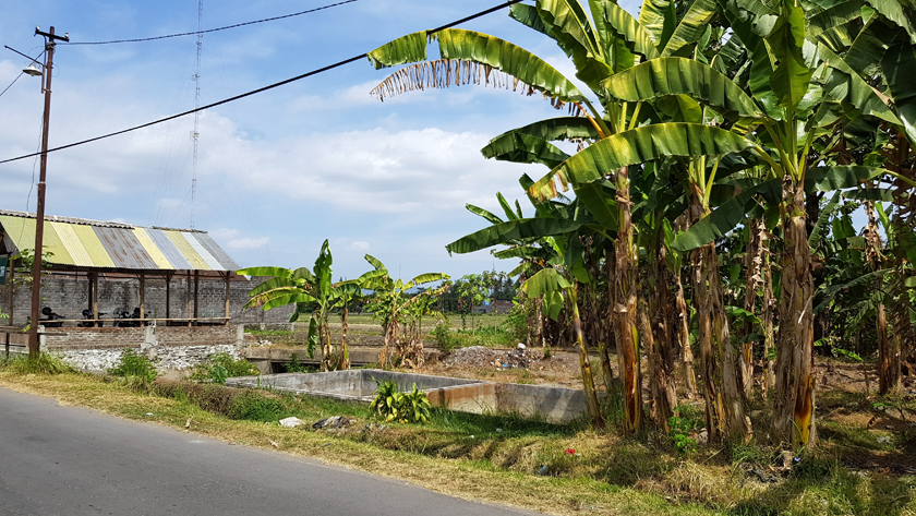 A hut beside concrete footings and stand of banana trees alongside the paved road
