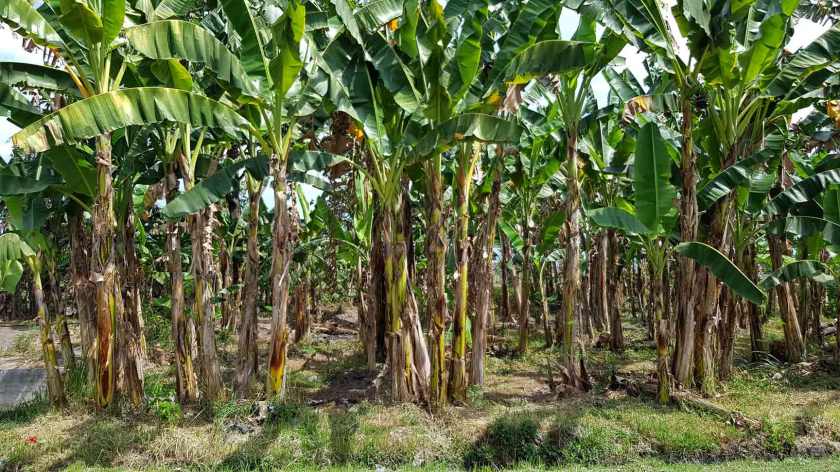 Banana trees with large green fronds and woody bark