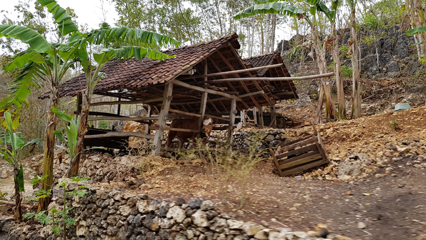 A cow stares from a wooden hut in forest landscape.